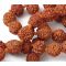 Чотки з Рудракші перев'язані фарбовані 9 мм. 108 намистин